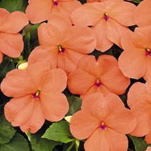 50 Impatiens Seeds Impatiens Lollipop Peach Salmon Gardening USA SHIPPING - £10.53 GBP