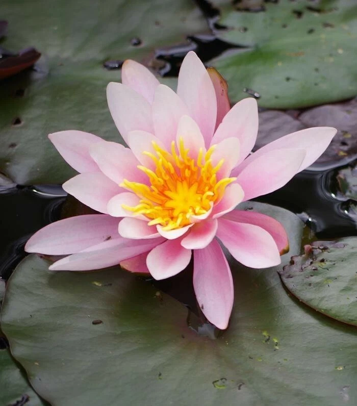 ????  PINK Lotus colorful water Lily Aquarium Plant seeds bulb3 Easy gro... - $20.52