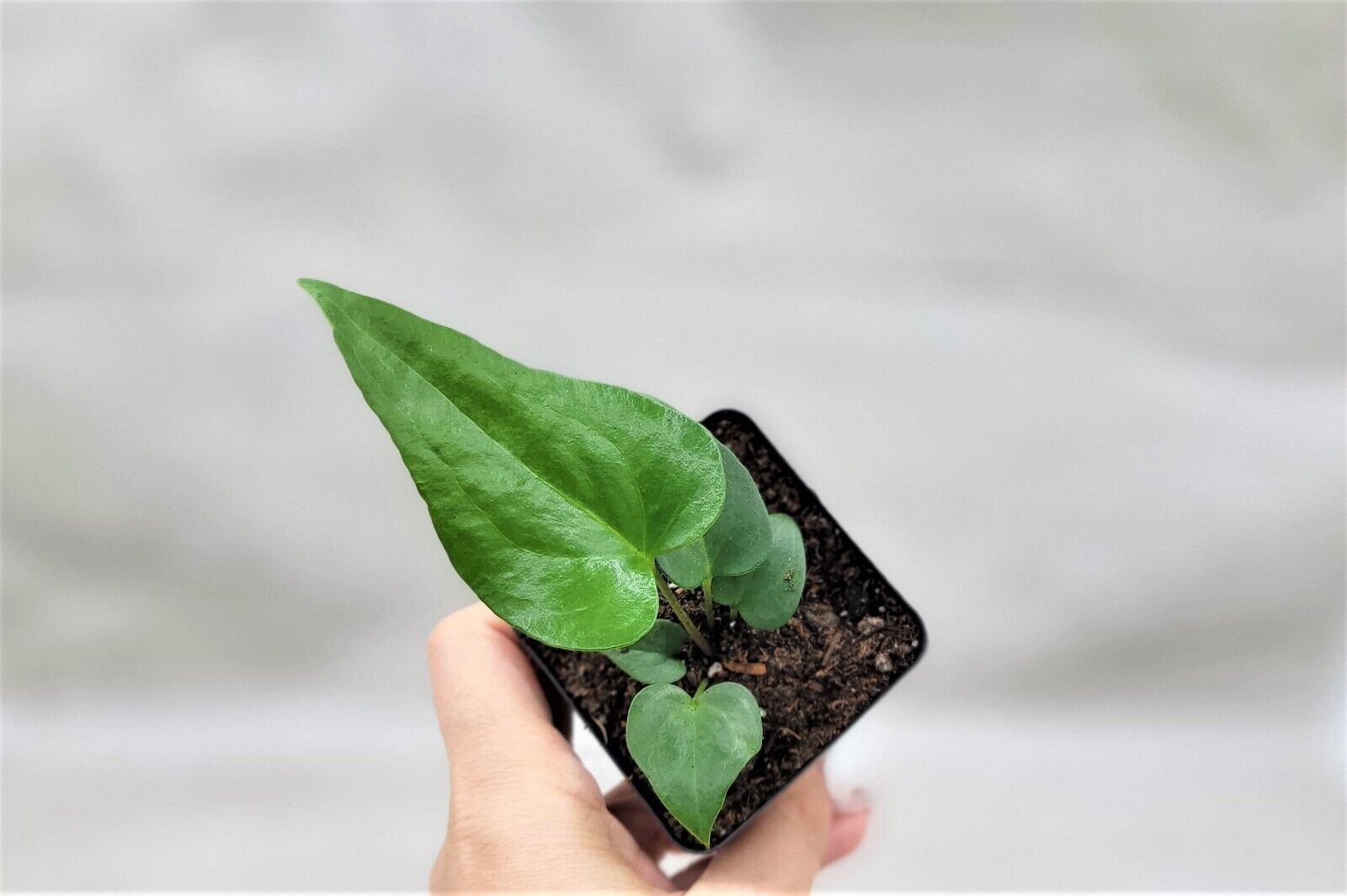Live 3" pot Anthurium podophyllum live plant, Lacy Leaf Aroid houseplant - $31.98