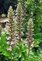 1 live bulb - Acanthus mollis (sea dock, gator plant) - £8.79 GBP