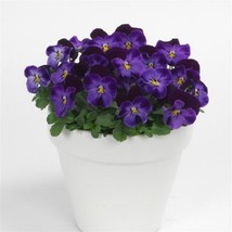 50 Viola Seeds Sorbet Xp Denim Jump Up   - £14.79 GBP