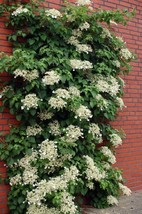 Live Plant Hydrangea Anomala Petiolaris Climbing Hydrangea Shade 4&quot; Pot - £54.33 GBP