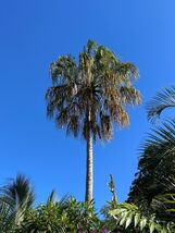 Ribbon Fan Palm  5 Seeds  Livistona decipiens - €6,74 EUR