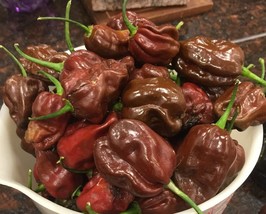 SEED- Pepper Hot - Chocolate Habanero- Tastiest Habanero of Them All- Un... - $4.66+