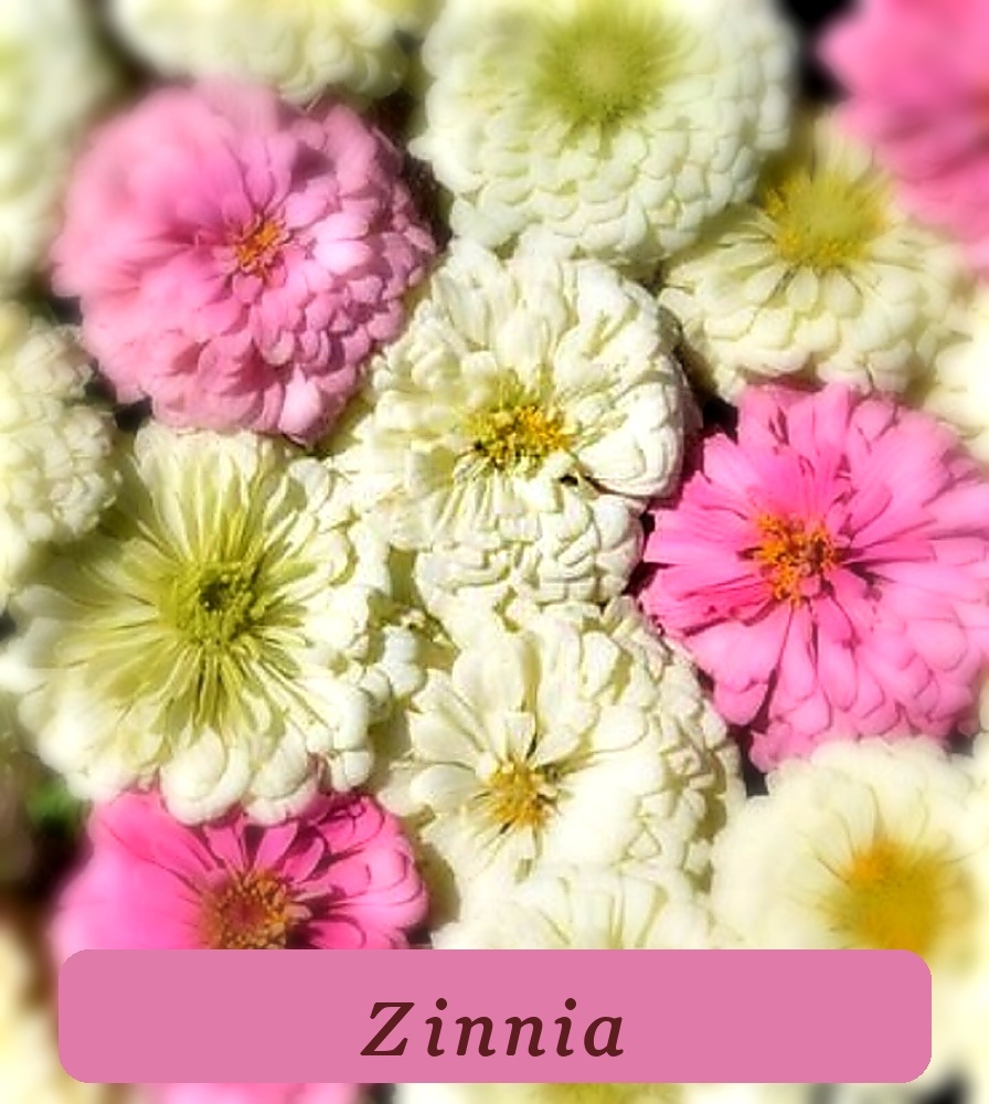 Healthy Growth Beautiful Blushing Bride Zinnia Seeds 100+ Seeds - $3.09