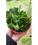 4&quot; Euphorbia Flanaganii Medusa Crested - $17.76 CAD