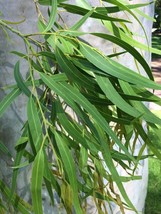 50 Lemon Eucalyptus Seeds - Corymbia citriodora - Fragrant Medicinal Tree Seeds - £7.83 GBP