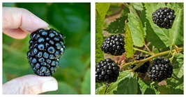 1-2 Yr Old - 2 Triple Crown Live Thornless Blackberry Plants - Shipping Now - £63.70 GBP