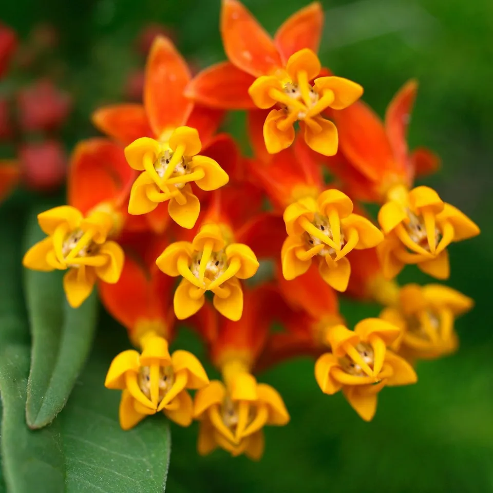 PSStore 100 Bloodflower Tropical Milkweed Mexican Vegetable Seeds - $9.57