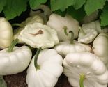 White Bush Scallop Summer Squash Seeds, NON-GMO, White Patty Pan, FREE S... - $1.97+