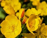 Evening Primrose Seeds 500 Seeds Non-Gmo Fast Shipping - $7.99