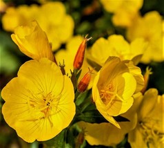 Evening Primrose Seeds 500 Seeds Non-Gmo Fast Shipping - £6.48 GBP