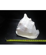 Mediterranean shell King Helmet 6 x 5&quot; aquarium shell decor - $171.69 CAD
