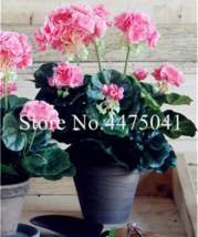 100  pcs Geranium Bonsai, Perennial Fleur Graine Geranium Flowers,Pelargonium Pe - £21.97 GBP