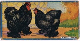 Cowan Co Toronto Card Black Cochins Chicken Series - £7.78 GBP