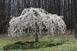 From US 5 Weeping White Cherry Tree Seeds Flowering Seed Japanse Ornimental Gard - £8.38 GBP