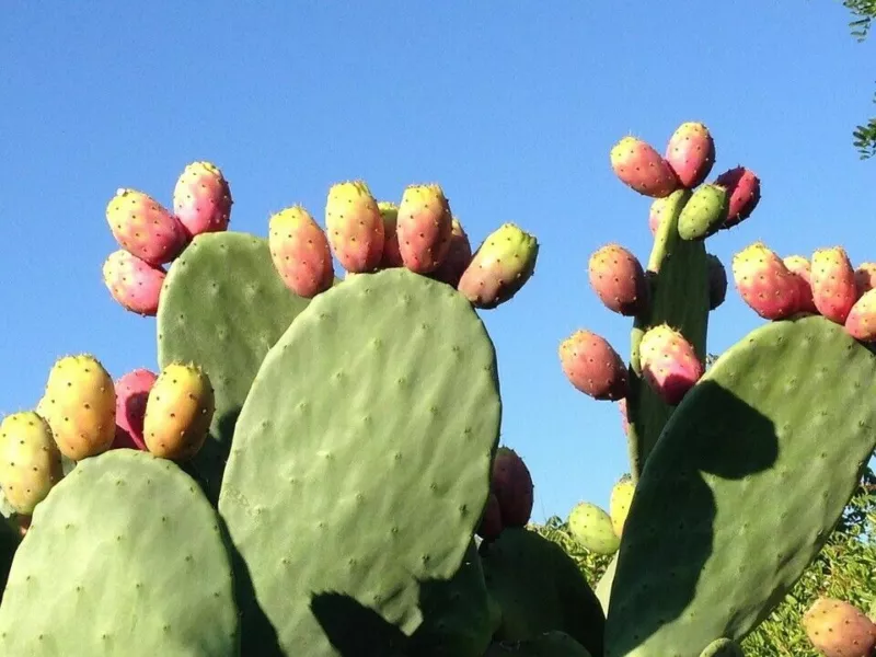 Opuntia dillenii stricta Cactus dillenii Sweet Prickly Pear 10 Seeds - £10.45 GBP