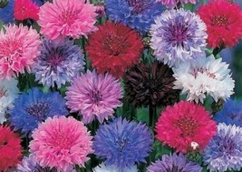 200 Seeds CORNFLOWER/BACHELOR Button Dwarf Mix Heirloom Seeds Speedy Growth Gard - $8.35