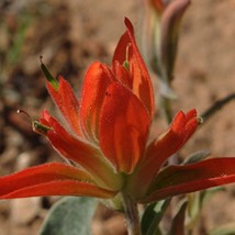 Castilleja Integra Wholeleaf Indian Paintbrush Squawfeather 100 Seeds Gardening  - £14.20 GBP