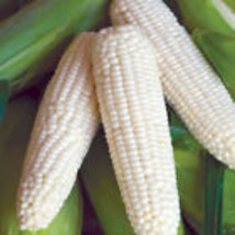 Sweet sticky Corn/ Bap Nep 15 Seeds Easy Plant Seeds  Asian Corn Seeds - £7.99 GBP