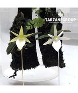 ANGRAECUM SP. AFF. URSCHIANUM MINIATURE ORCHID MOUNTED - $92.65