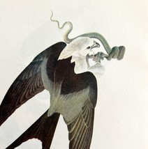 Swallow Tailed Kite Bird Lithograph 1950 Audubon Antique Art Print Snake... - $29.99