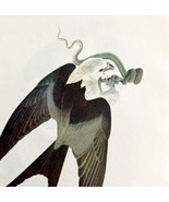 Swallow Tailed Kite Bird Lithograph 1950 Audubon Antique Art Print Snake... - $41.60 CAD
