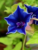 15 Seeds Morning Glory Blue Picotee Ipmoea Vining Perennial Flower  - $7.90