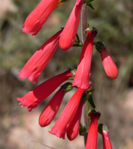 Semilir 145 Seeds Eatons Red Firecracker Penstemon Eatonii Native Hummingbird Fl - £7.28 GBP