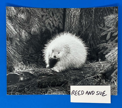 1940s, Porcupine, Woodlands, Forest, Oversized Photo, 7.5 X 9.25 in. - £32.29 GBP