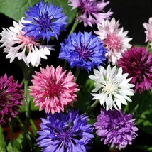 50 Polka Dot Bachelor&#39;s Button Seeds Annual Seed Flower Flowers Garden 608 USA - £9.33 GBP