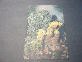 Rainbow Cactus- Phoenix, Arizona – 1944 Linen Postcard. - £7.79 GBP