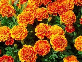 Simple Pack 400 seed  Marigold Dwarf French Legion D’Onore - £6.27 GBP