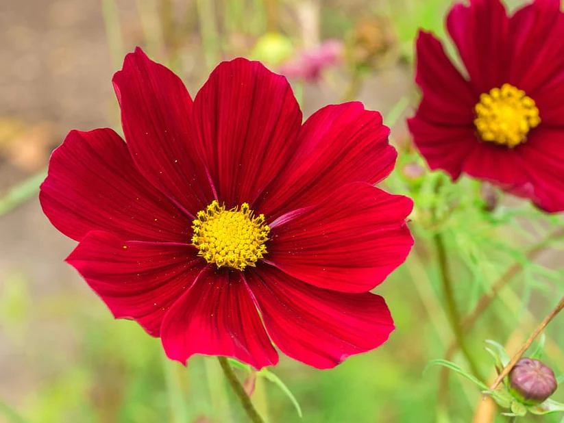 Cosmos Dazzler Seeds 100 Ct Red Flower - £7.84 GBP