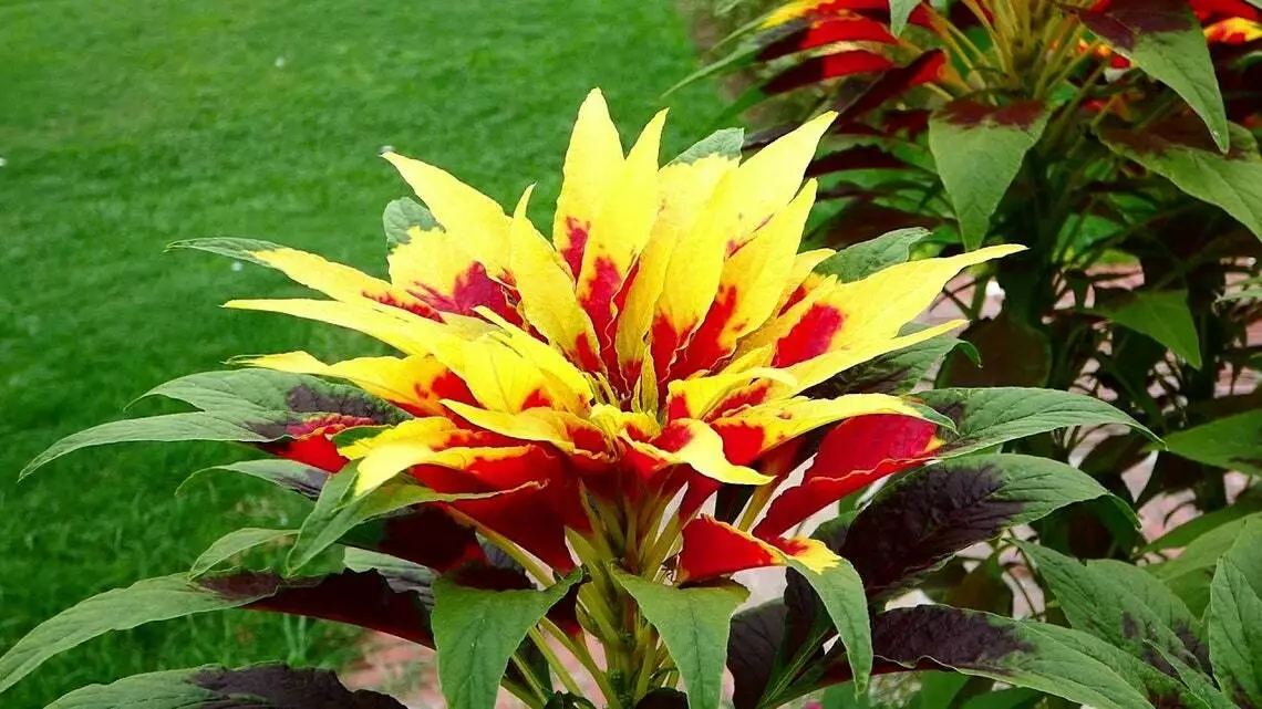 CLK 120 Amaranthus Tricolor Splendens Perfecta, Fast Annual Flower Seeds USA - $14.00