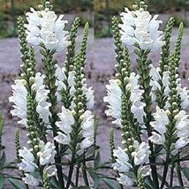 PWO 50 White Obedient Plant Physostegia Angustifolia False Dragon Flower... - $7.20