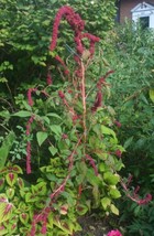 100 Seeds Of Dreadlock Amaranth Striking Beauty In Burgundy Organic Fresh Garden - £14.16 GBP