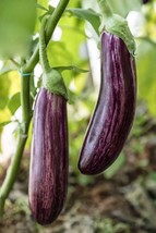 Flowering Eggplant from Sichuan, 1 Bag ( approx 300 seeds / bag) D - $12.35