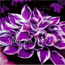 Fast Ship USA Seller 120 Hosta Seeds Perfect Color S Plantain Lily Flower Ground - £8.38 GBP