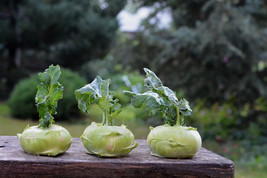 500 Kohlrabi Cabbage Seeds Planting Fresh Seeds Gardening USA - £9.85 GBP