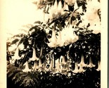 RPPC Belladonna Lily Flower Hanging Blossoms 1920s Postcard D10 - $4.90