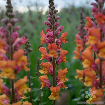 1000 Seeds Opus Early Bronze Snapdragon Fresh Seeds - $8.99