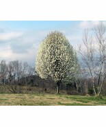 Pyrus Calleryana Flowering Pear Tree Seeds New Fast Shipping - $335.74 MXN