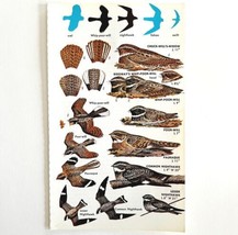Whip Poor Will And Nighthawk Varieties 1966 Color Bird Art Print Nature ... - $19.99