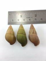 #5 Amphidromus Noriokowasoei Lot Of 3 Land Tree Snail Shell Vietnam 31.3... - $14.54