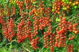 Red Cherry Tomato! 10 Seeds! OVER 200 KINDS OF TOMATOES IN OUR STORE - £23.12 GBP