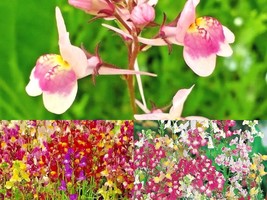 2001+DWARF SNAPDRAGON Mix Toadflax Wildflower Garden Container Easy Flower Seeds - £10.27 GBP