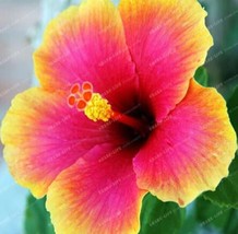 USA SELLER Hibiscus Seed Hibiscus Rosa Sinensis Flower Seeds Rose Red Big Flower - £8.83 GBP