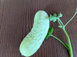 SEED-Cucumber -Try Some White Cucumbers for a Change from Green- Heirloo... - $79.89 MXN+