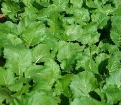 Fresh Seeds USA Seven Top Turnip Seeds 1000 Vegetable Garden Culinary Salad Gree - £3.06 GBP